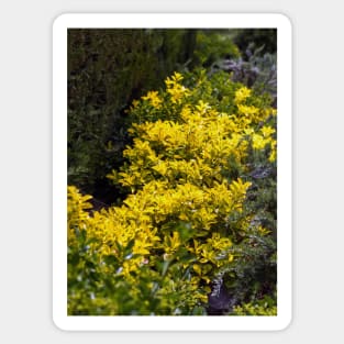 Golden euonymus shrub Sticker